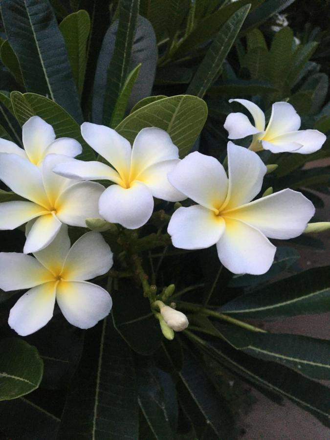 White Butterfly - A Countryside Homestay Thiruvananthapuram Eksteriør billede