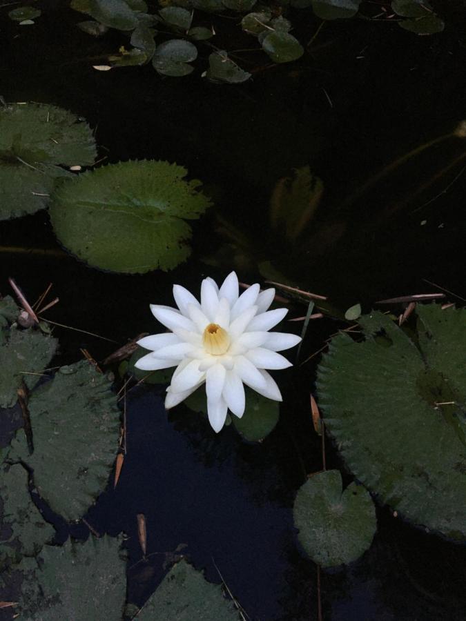 White Butterfly - A Countryside Homestay Thiruvananthapuram Eksteriør billede