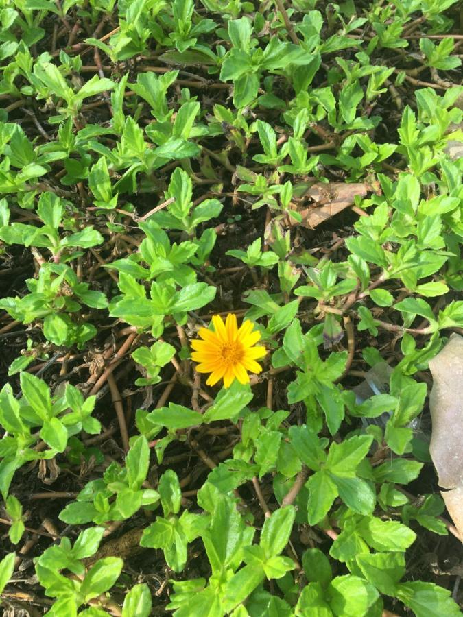 White Butterfly - A Countryside Homestay Thiruvananthapuram Eksteriør billede
