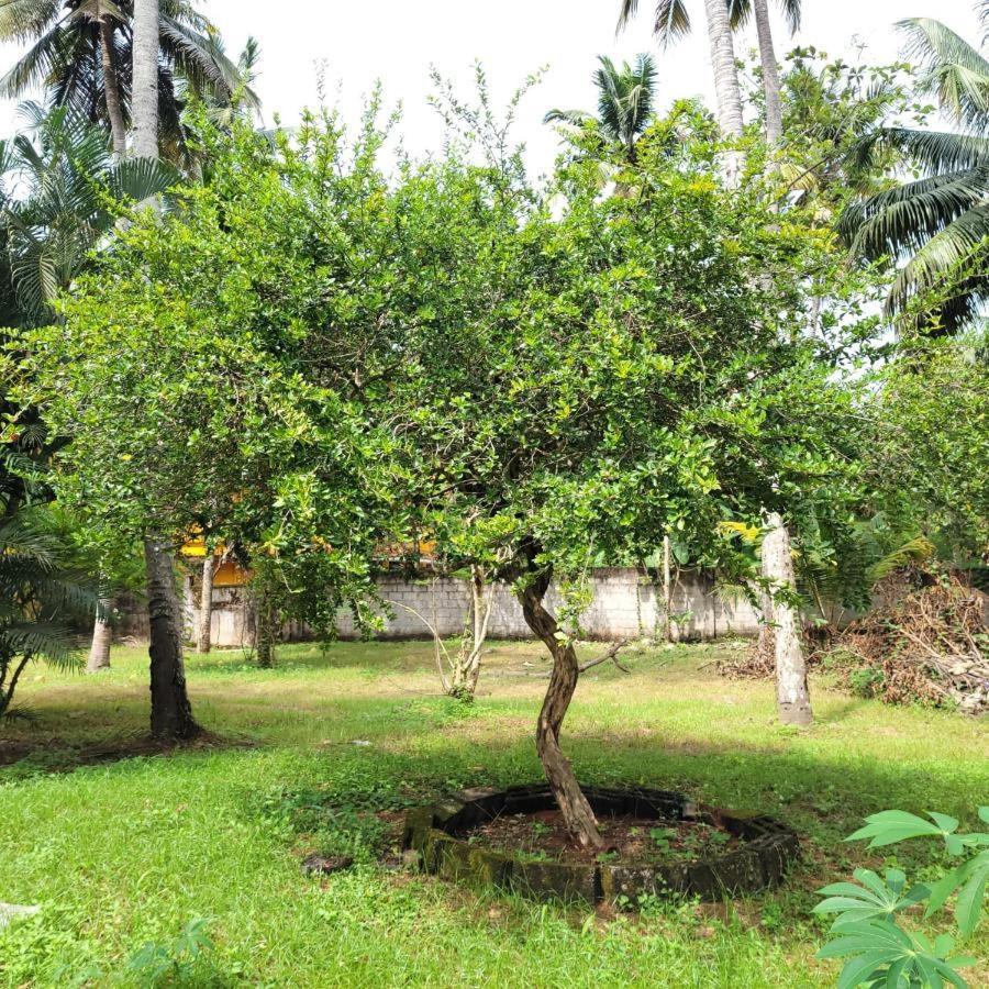 White Butterfly - A Countryside Homestay Thiruvananthapuram Eksteriør billede